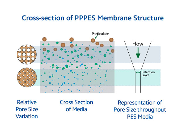 Spectrum PPPES Water filter, cross section diagram of membrane structure